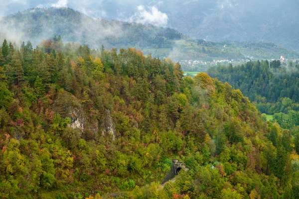 Dimmiga tallskog på sluttningen — Stockfoto