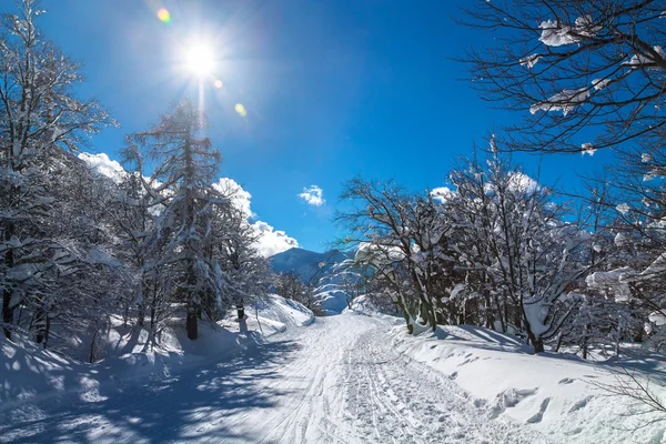 舒适的冬天场景与雪覆盖在山的树 — 图库照片