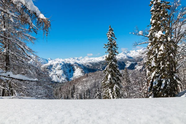 Útulný zimní scény se sněhem pokryté stromy v horách — Stock fotografie