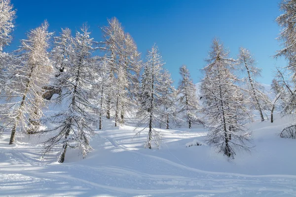 舒适的冬天场景与雪覆盖在山的树 — 图库照片