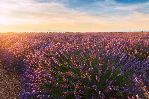 Piękne kolory lawendowego pola w Prowansji, Valensole — Zdjęcie stockowe