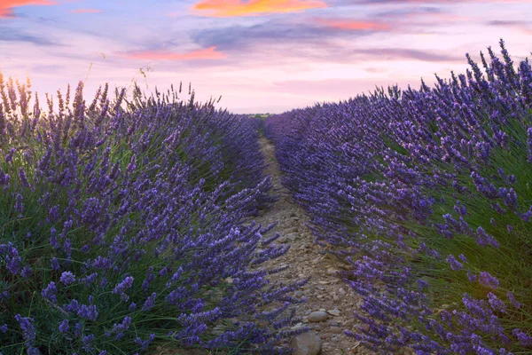 Schöne Farben des Lavendelfeldes in der Provence, Valensole — Stockfoto