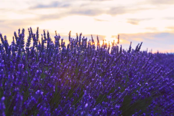 Piękne kolory lawendowego pola w Prowansji, Valensole — Zdjęcie stockowe