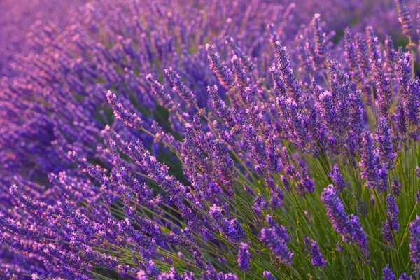 在普罗旺斯，Valensole 薰衣草花田美丽的颜色 — 图库照片