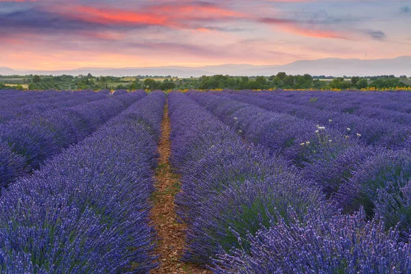 Schöne Farben des Lavendelfeldes in der Provence, Valensole — Stockfoto