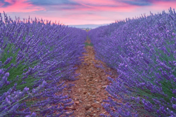 Piękne kolory lawendowego pola w Prowansji, Valensole — Zdjęcie stockowe