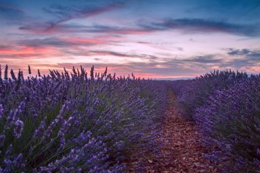 Provence, Valensole alanında lavanta güzel renkleri