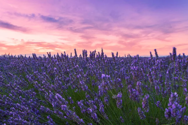 在普罗旺斯，Valensole 薰衣草花田美丽的颜色 — 图库照片