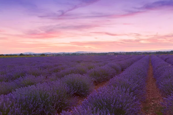 Krásné barvy levandule pole v Provence, Valensole — Stock fotografie