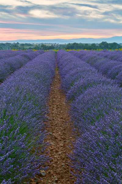 Piękne kolory lawendowego pola w Prowansji, Valensole — Zdjęcie stockowe