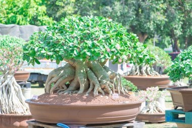 Çöl gül veya Adenium çiçek Bonsai tarzı kapalı