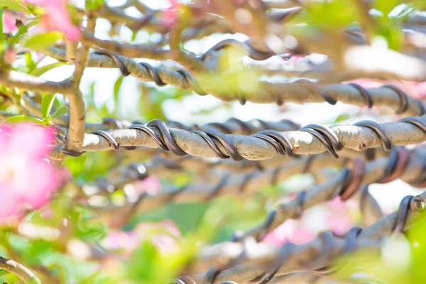 Bonsai şube kadar kapalı ve tarafından denetim Tel sarma — Stok fotoğraf