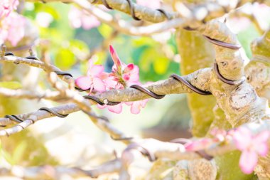 Bonsai şube kadar kapalı ve tarafından denetim Tel sarma