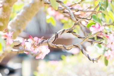 Bonsai şube kadar kapalı ve tarafından denetim Tel sarma