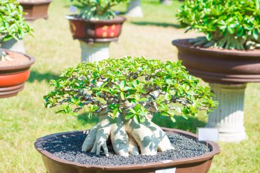 Çöl gülü veya Adenium çiçek Bonsai tarzı