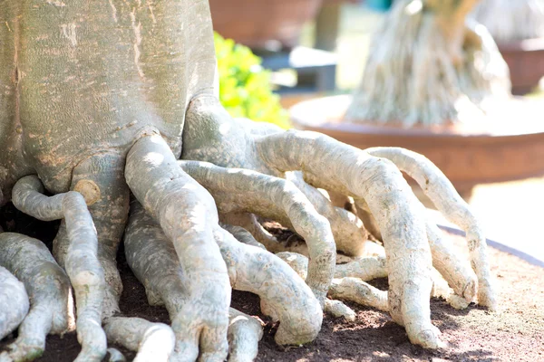 Radice chiusa di rosa del deserto o fiore di adenio in stile bonsai — Foto Stock