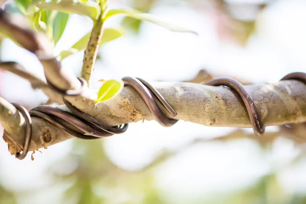 Ramo bonsai chiuso e avvolto da filo di controllo — Foto Stock