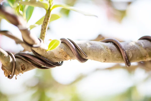 Geschlossener Bonsai-Ast und mit Kontrolldraht umwickelt — Stockfoto