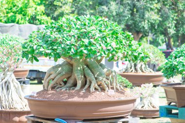 Çöl gül veya Adenium çiçek Bonsai tarzı kapalı