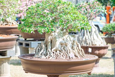 Çöl gülü veya Adenium çiçek Bonsai tarzı