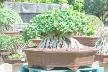 Çöl gülü veya Adenium çiçek Bonsai tarzı