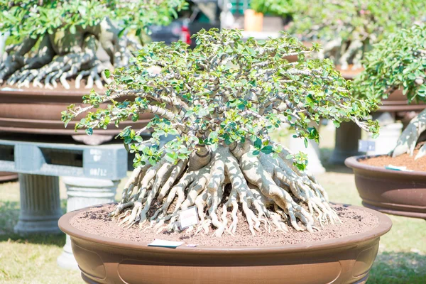 Çöl gülü veya Adenium çiçek Bonsai tarzı