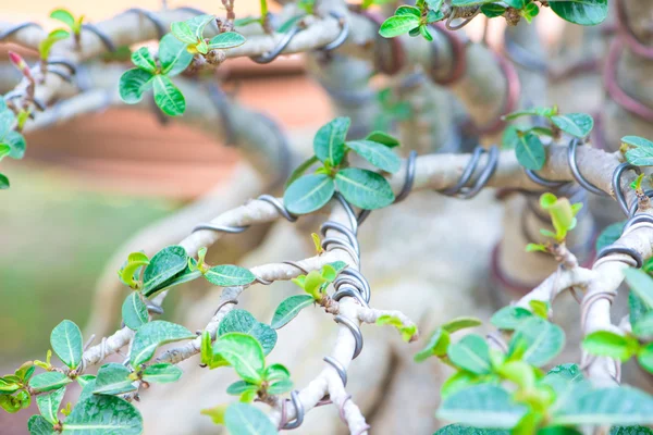 Geschlossener Bonsai-Ast und mit Kontrolldraht umwickelt — Stockfoto