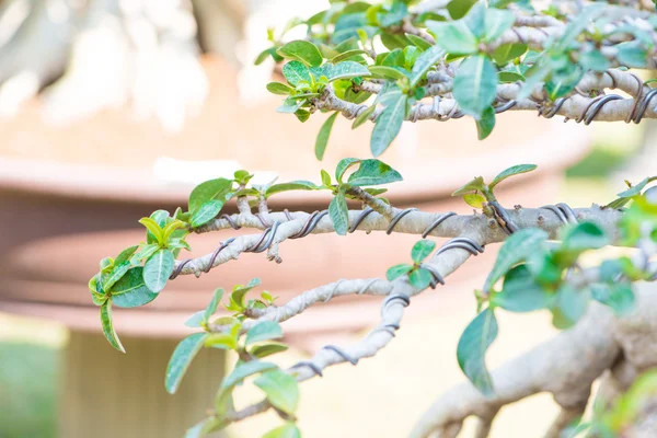 Suljettu bonsai-oksa ja kääritty ohjausjohdolla — kuvapankkivalokuva