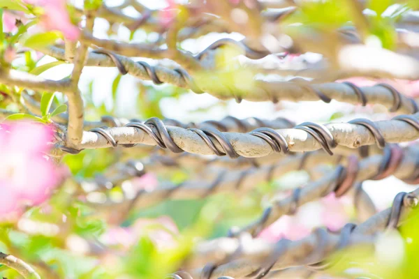 Geschlossener Bonsai-Ast und mit Kontrolldraht umwickelt — Stockfoto