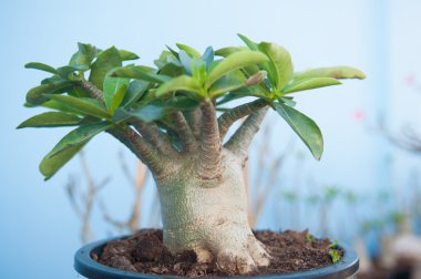 Adenium obesum ağacı veya çöl saksının içinde gül