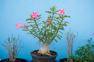 Adenium obesum ağacı veya çöl saksının içinde gül
