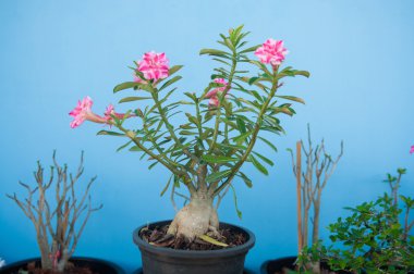 Adenium obesum tree or Desert rose in flowerpot clipart
