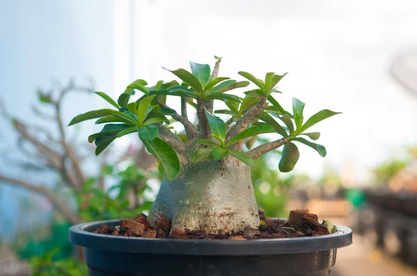 Adenium obesum fa vagy a sivatagi Rózsa virágcserép — Stock Fotó