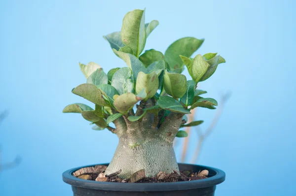Adenium obesum ağacı veya çöl saksının içinde gül