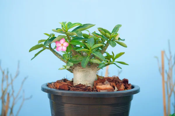 Adenium obesum tree or Desert rose in flowerpot — Stock Photo, Image