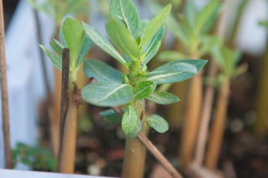 Adenium obesum ağacı veya çöl saksının içinde gül