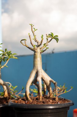 Adenium obesum ağacı veya çöl saksının içinde gül