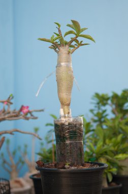 Adenium obesum tree or Desert rose in flowerpot clipart