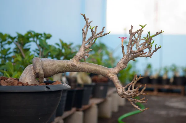 Adenium obesum ağacı veya çöl saksının içinde gül — Stok fotoğraf