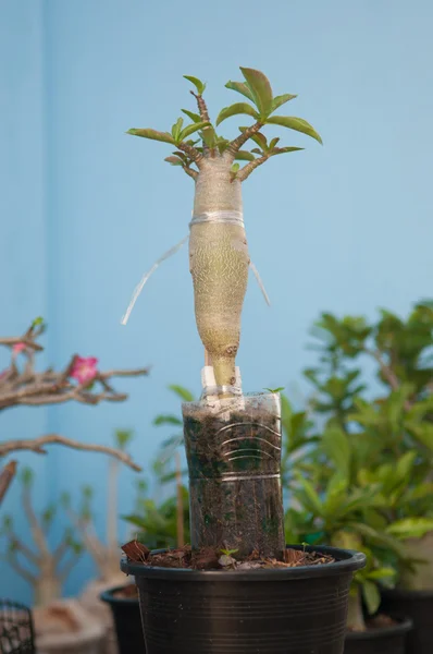 Аденієве дерево ожиріння або пустеля троянди у вазоні — стокове фото