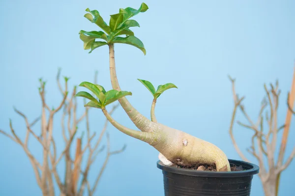 Adenium obesum fa vagy a sivatagi Rózsa virágcserép — Stock Fotó