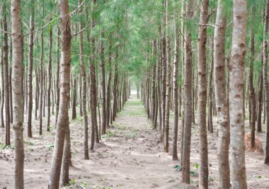 Çam ormanı ağaç Tayland