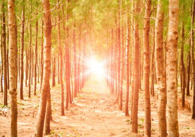 Ağaçların arasından parlayan son güneş ışığıyla Çam Ormanı.