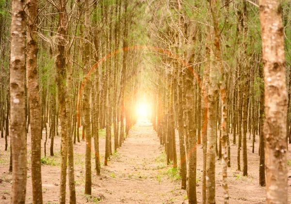 Bosque de pinos con lo último del sol brillando entre los árboles. — Foto de Stock