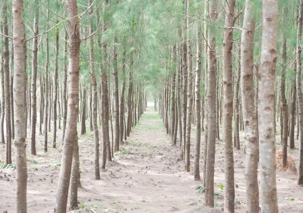 Árbol del bosque de pinos en Tailandia — Foto de Stock