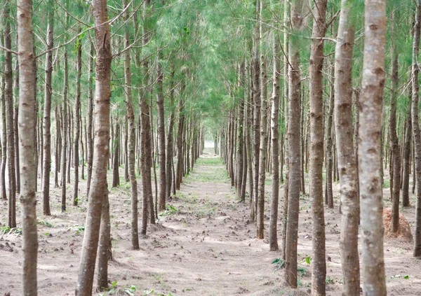 Árbol del bosque de pinos en Tailandia — Foto de Stock