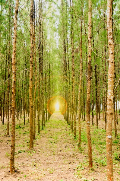 Tallskog med den sista solen skiner genom träden. — Stockfoto