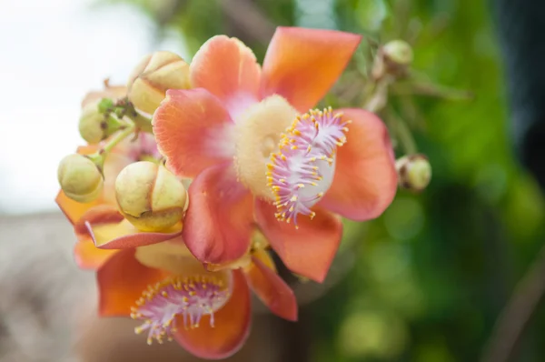 Sara flower in temple of Thailand — Stock Photo, Image