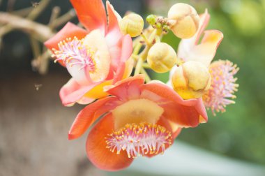 Sara çiçek Tayland tapınak