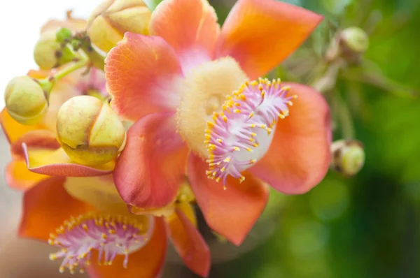 Sara flower in temple of Thailand — Stock Photo, Image